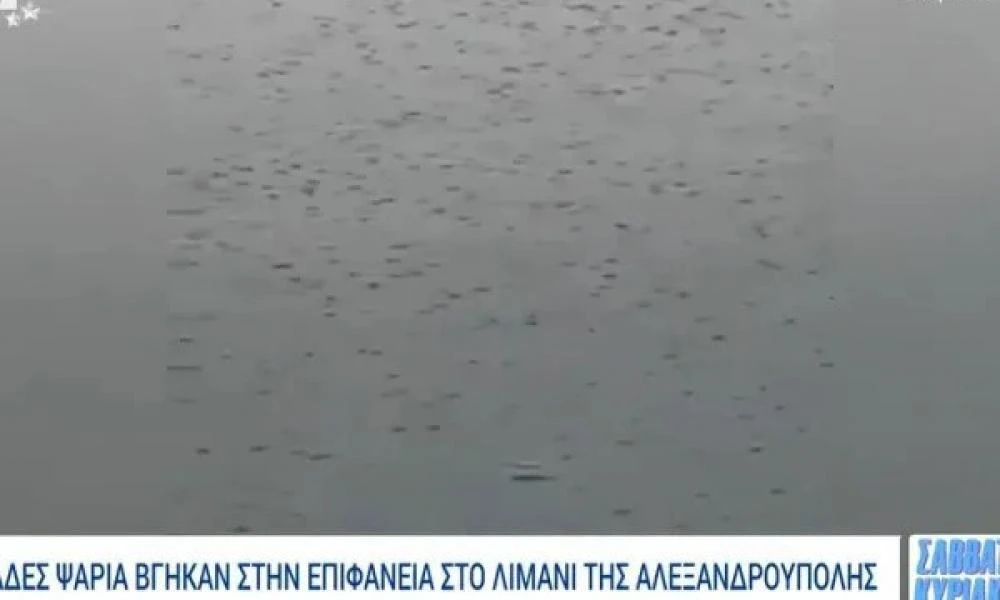 Αλεξανδρούπολη-Σπάνιο φαινόμενο σόκαρε τους πάντες: Χιλιάδες ψάρια βγήκαν στην επιφάνεια της θάλασσας - Δεν ήταν νεκρά (βίντεο)